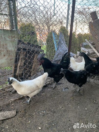 Куры ухейилюй,цыплята. ия