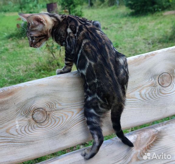 Бенгальская