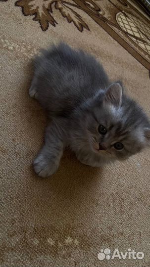Продам милых котят
