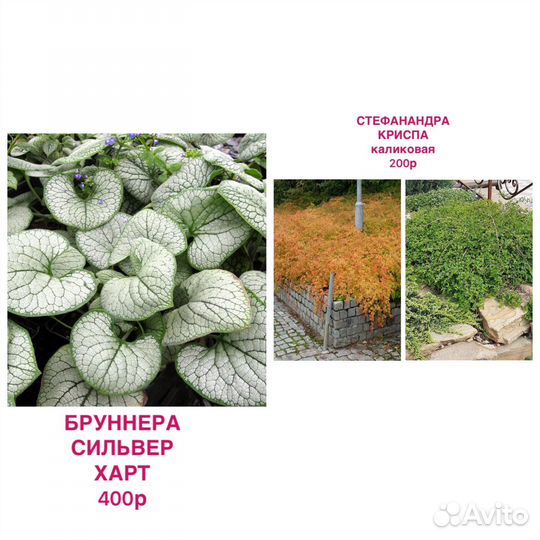 Многолетние растения, шиловидные флоксы, Бруннера