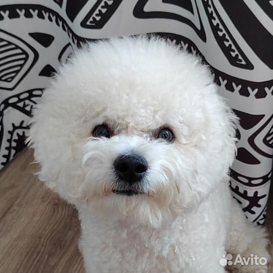 Бишон фризе вязка