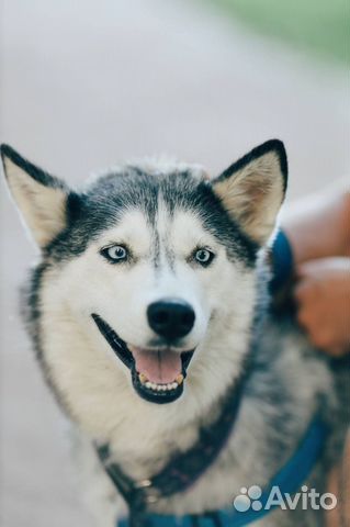 санкт петербург лайка. сибирский хаски. сибирский хаски новорождённые щенки. порода сибирский хаски. новорожденные щенки хаски.