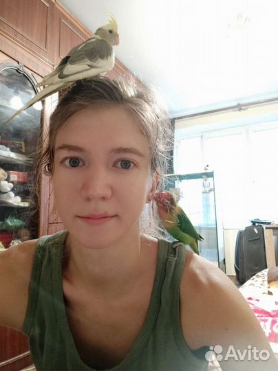 Фиксированная цена) Передержка попугаев