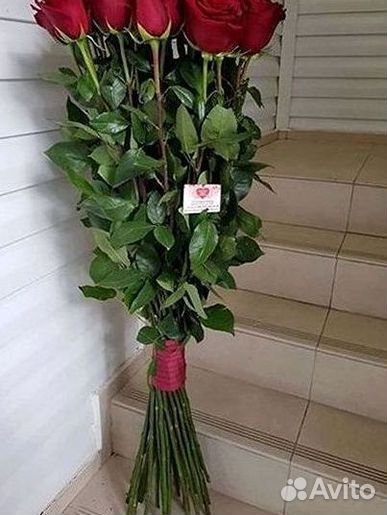 Розы гиганты 140 150 160 170 180 200