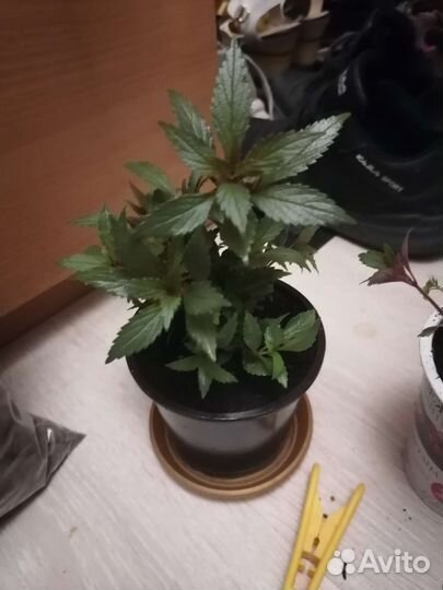 Душистая герань, хойя, банан декорат, фикус