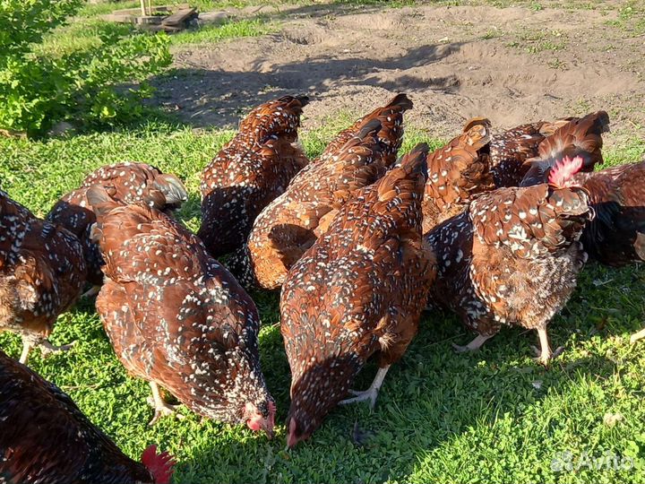 Суссекс фарфоровый. Инкубационное яйцо
