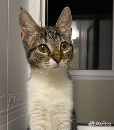 Ласкуша Лина в дар