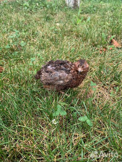 Перепелки несушки