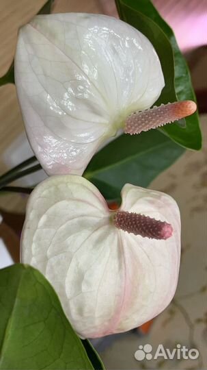 Антуриум 