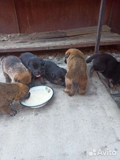 Собаки бесплатно в добрые руки щенки