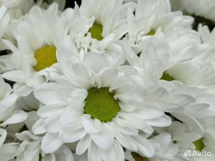 Букет ромашек, Доставка цветов