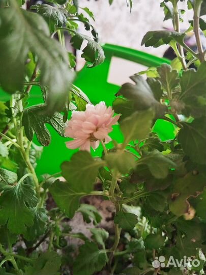 Хризантема мультфильма, черенки