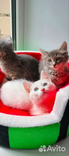 Котята