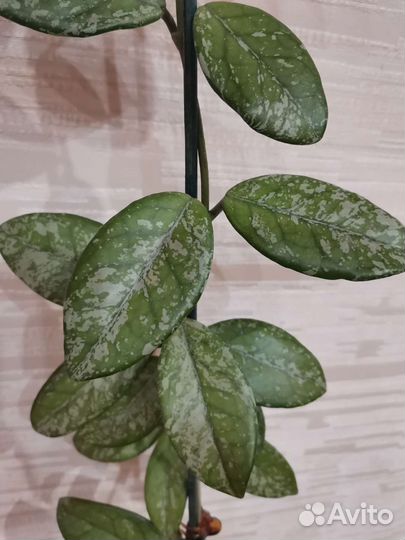 Хойя Wilbur Graves, Finlaysonii long leaf