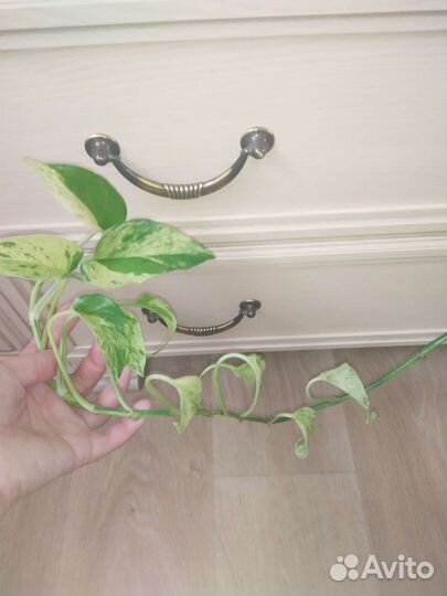 Эпипремнум Голден Квин (Golden Queen)