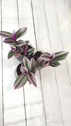 Традесканция 4 вида