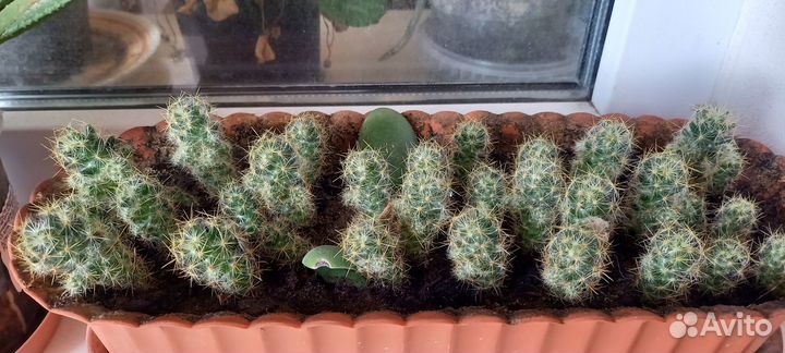 Комнатные растения цветы бесплатно