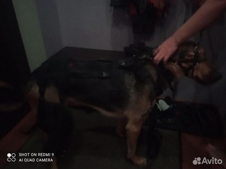 Корсет для собак послеоперационный