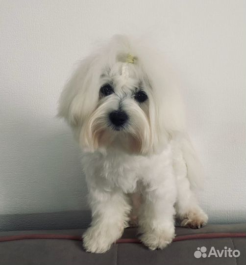 Мальтийская болонка вязка