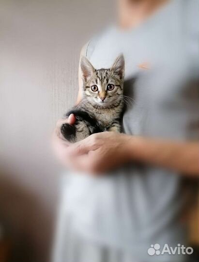 Ласкушка в добрые руки