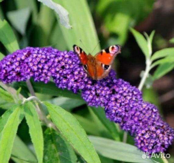 Буддлея давида Black Knight