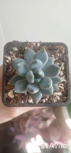 Суккулент пахиверия