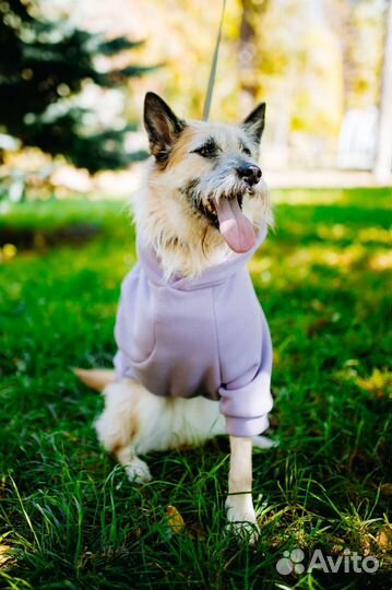Одежда для собак толстовка