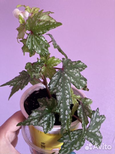 Бегония каудексная