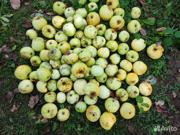Яблоки антоновка оптом