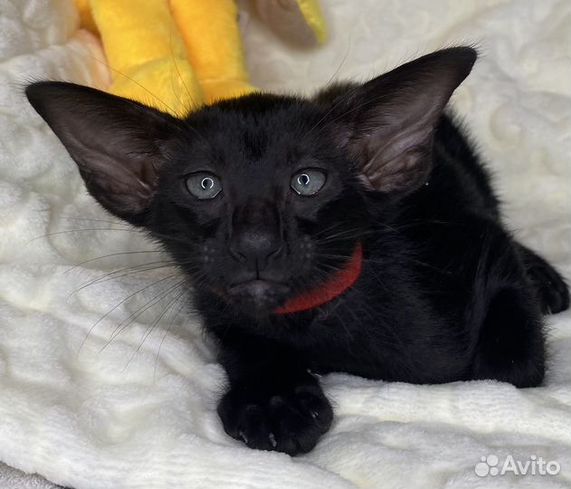 Ориентальные котята