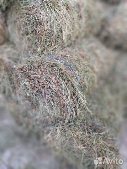 Сено в мини рулонах отава разнотравье с клевером