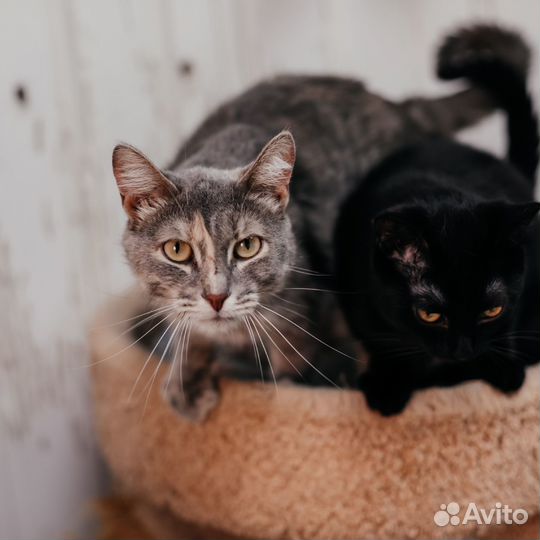 Кошка Гулёна ищет дом
