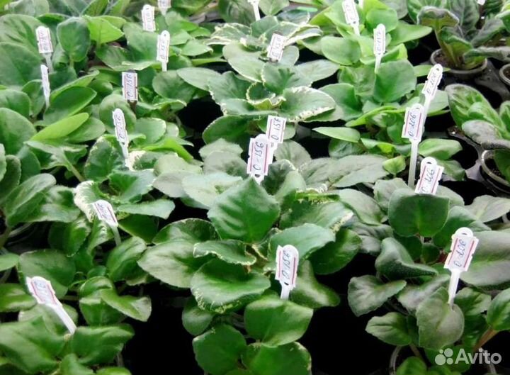 Сортовые фиалки (стартёры)