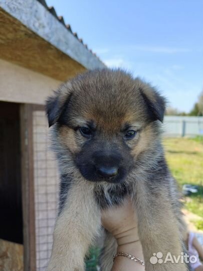 Щенки метисы немецкой овчарки