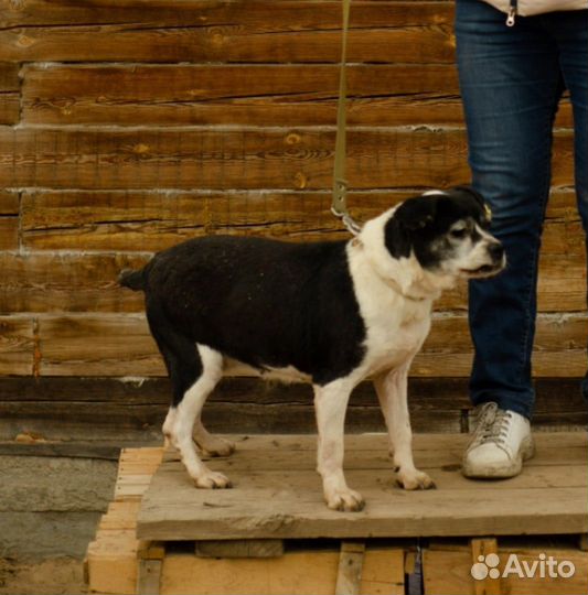 Собачкам приюта, средним и маленьким, нужен дом
