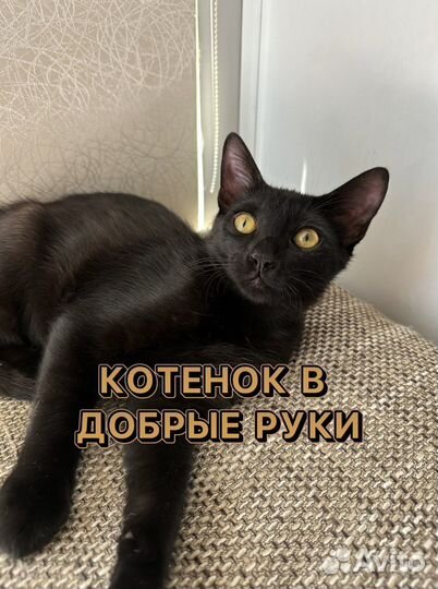 Котенок мальчик