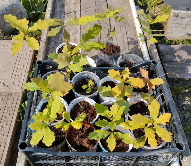 Саженцы дуба