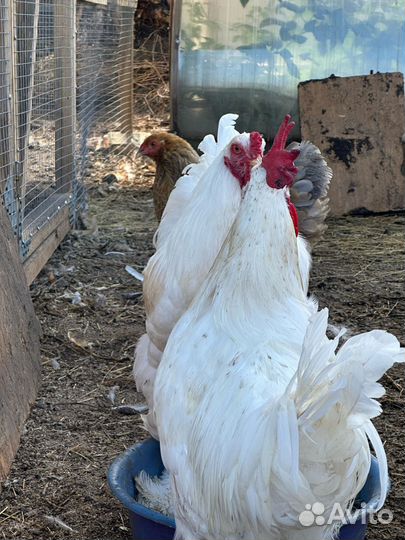 Молодые петухи