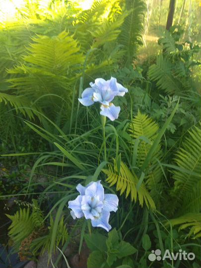 Ирис сибирский