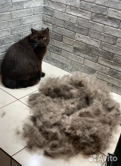 Экспресс линька для кошек всех пород