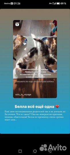 Котёнок девочка 2 месяца