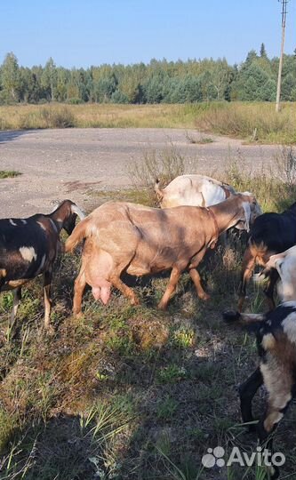 Англо-нубийские козы, козлята