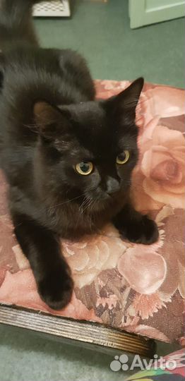 Молоденький котик ищет дом