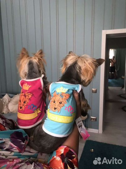 Одежда для собак