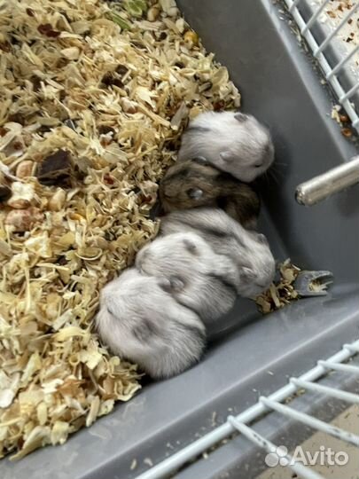 Джунгарский хомяк