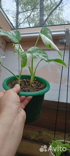 Монстера вариегатная альба