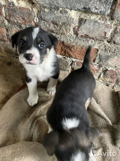 Отдам щенков в добрые руки