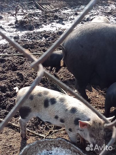 Вьетнамские вислобрюхие поросята