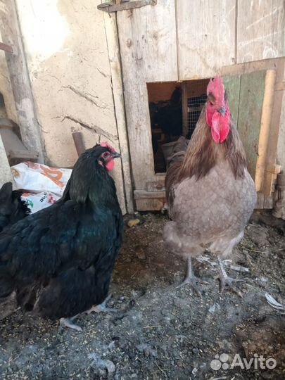 Петухи джерсийский гигант