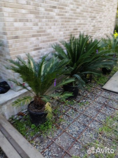 Пальма разные размеры
